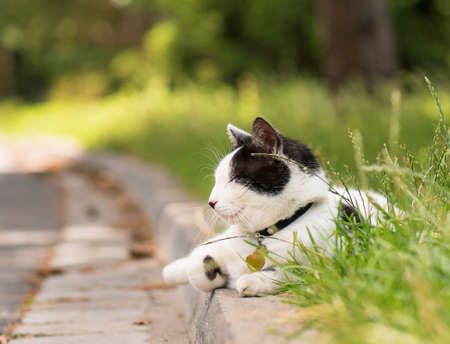 Adult white and black cat lying in the street on the roadsideの写真素材