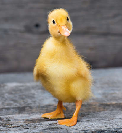 Cute little newborn duck standing on wood. Newly hatched duckling on a chicken farm.の写真素材