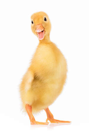 Cute domestic duckling isolated on white backgroundの写真素材