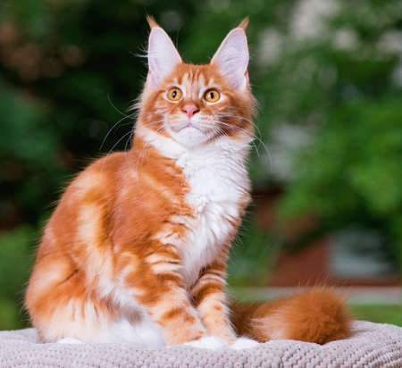 Portrait of domestic red Maine Coon kitten, 5 months old. Cat posing on green outdoor background.の写真素材