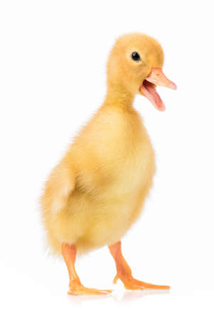 Cute domestic duckling isolated on white backgroundの写真素材