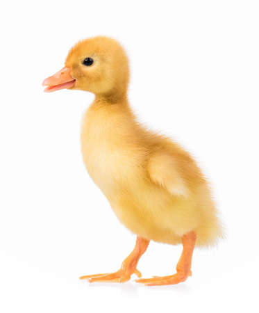 Cute domestic duckling isolated on white backgroundの写真素材