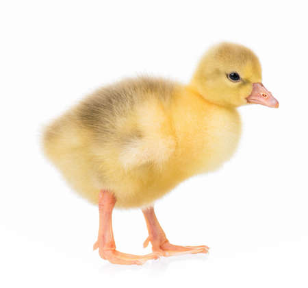 Cute little newborn gosling, isolated on a white backgroundの写真素材