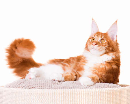Portrait of domestic red Maine Coon kitten - 6,5 months old. Cat isolated on white background.の写真素材