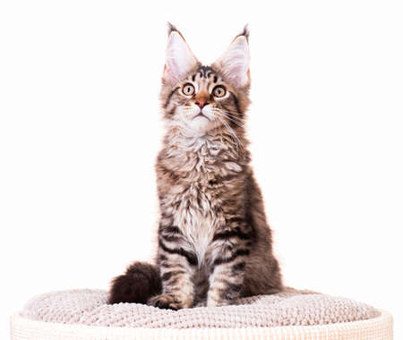 Portrait of domestic black tabby mackerel Maine Coon kitten - 3,5 months old. Cat isolated on white background.の写真素材