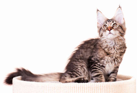 Portrait of domestic black tabby mackerel Maine Coon kitten - 3,5 months old. Cat isolated on white background.の写真素材