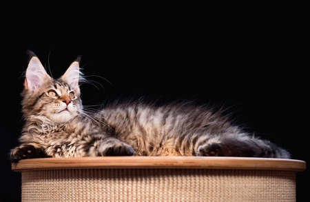 Portrait of domestic black tabby mackerel Maine Coon kitten - 3,5 months old. Cat on black background.の写真素材
