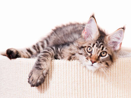 Portrait of domestic black tabby mackerel Maine Coon kitten - 3,5 months old. Cat isolated on white background.の写真素材