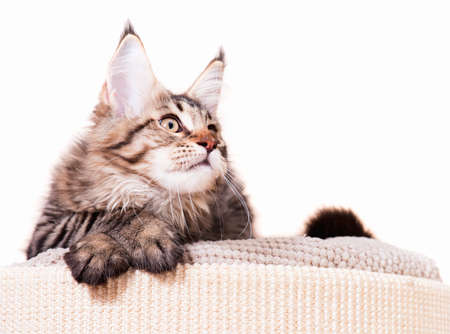 Portrait of domestic black tabby mackerel Maine Coon kitten - 3,5 months old. Cat isolated on white background.の写真素材