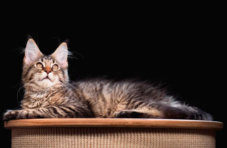 Portrait of domestic black tabby mackerel Maine Coon kitten - 3,5 months old. Cat on black background.の写真素材