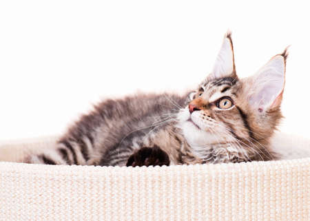 Portrait of domestic black tabby mackerel Maine Coon kitten - 3,5 months old. Cat isolated on white background.の写真素材