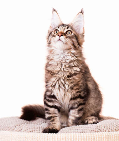 Portrait of domestic black tabby mackerel Maine Coon kitten - 3,5 months old. Cat isolated on white background.の写真素材