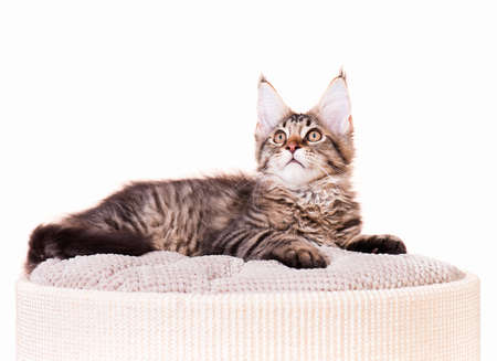 Portrait of domestic black tabby mackerel Maine Coon kitten - 3,5 months old. Cat isolated on white background.の写真素材