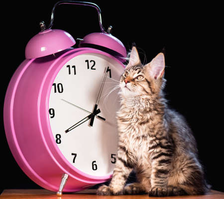 Portrait of domestic black tabby mackerel Maine Coon kitten - 3,5 months old. Cat with big pink alarm clock on black background.の写真素材