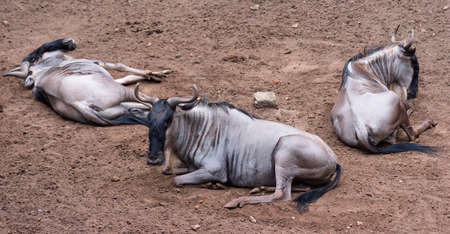 Eastern white-bearded wildebeest relaxing in zoo. Small group of Gnu lying on the ground.の写真素材