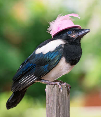 Bird in pink hat - nestling of magpie on wooden fence on green background.の写真素材