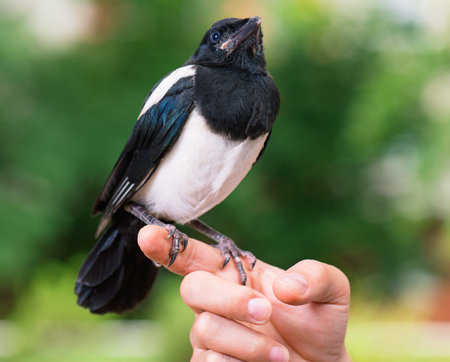 The close view of the bird - nestling of magpie on a man hand on green background.