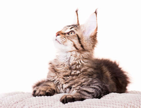 Portrait of domestic black tabby mackerel Maine Coon kitten - 3,5 months old. Cat isolated on white background.の写真素材