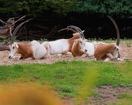 Scimitar-Horned Oryx relaxing. Magnificent Oryx eating grass.の写真素材