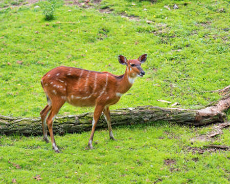Western Sitatunga (Tragelaphus spekii gratus). Activity of young Sitatunga female antelope eating grass. Pasture of wild animal on the meadow.の写真素材