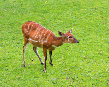 Western Sitatunga (Tragelaphus spekii gratus). Activity of young Sitatunga female antelope eating grass. Pasture of wild animal on the meadow.の写真素材