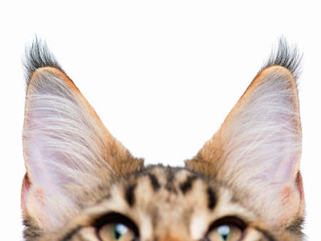 Cat ears isolated on white background. Listened kitty - close up of ears Maine Coon kitten - 4,5 months old.の写真素材