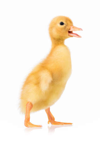Cute domestic duckling isolated on white backgroundの写真素材