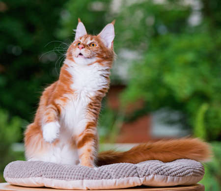 Portrait of domestic red Maine Coon kitten, 5 months old. Cat posing on green outdoor background.の写真素材