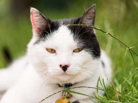 Adult white and black cat lying in the street on the roadside. Close up photo.の写真素材
