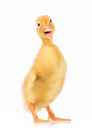 Cute domestic duckling isolated on white backgroundの写真素材