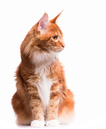 Portrait of domestic red Maine Coon kitten - 8 months old. Cute young cat sitting in front and looking away. Curious young orange striped kitty isolated on white background.の写真素材