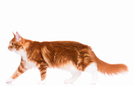 Portrait of domestic red Maine Coon kitten - 8 months old. Side view of a curious orange striped kitty walking, isolated on white background. Young cat walks and looking away.の写真素材