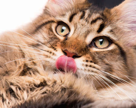 Portrait of domestic black tabby Maine Coon kitten - 5 months old. Cute young cat licking lips after eating a treat. Close-up studio photo of striped kitty looking away.の写真素材