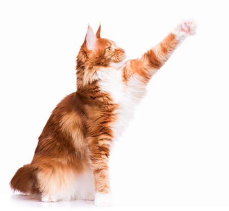 Portrait of domestic red  Maine Coon kitten - 8 months old. Cute young cat sitting and swinging its paw. Playful adorable orange striped kitty isolated on white background.の写真素材