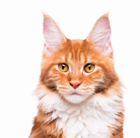 Portrait of domestic red  Maine Coon kitten - 8 months old. Close-up studio photo of orange striped kitty looking at camera. Cute young cat isolated on white background.の写真素材