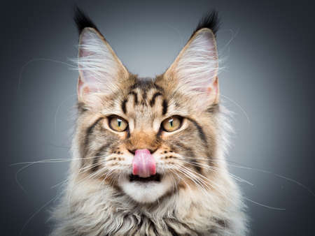 Portrait of domestic black tabby Maine Coon kitten - 5 months old. Kitty licking nose and looking at camera. Beautiful young cat showing tongue on grey background.の写真素材