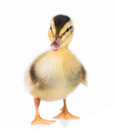 Cute little newborn duckling, isolated on a white background.  Portrait of newly hatched duck on a chicken farm.の写真素材