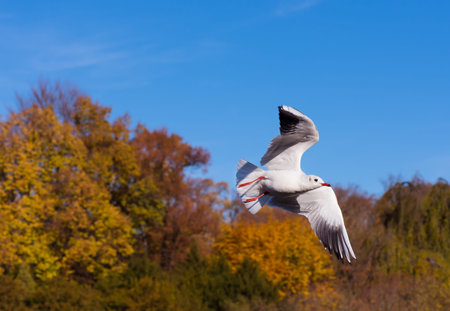 Gull in air on the lake at autumn park. Nature landscape with white gull. Beautiful flying bird...