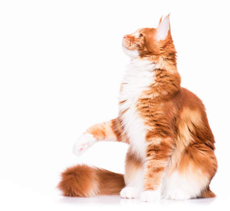 Portrait of domestic red  Maine Coon kitten - 8 months old. Cute young cat sitting and swinging its paw. Playful adorable orange striped kitty isolated on white background.の写真素材
