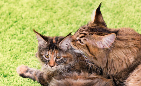 Mother cat licking little kitten's face. Maine Coon black tabby cat with her tortoiseshell kitty....