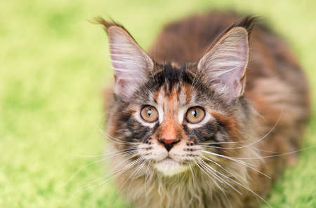 Fluffy tortoiseshell kitty sitting on a green carpet. Portrait of domestic Maine Coon kitten, top view point. Playful beautiful young cat looking upwards - focus on eyes.の写真素材