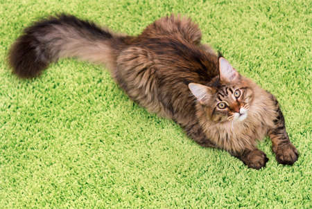 Fluffy black tabby kitty - 6,5 months old - lying on a green carpet. Portrait of domestic Maine Coon kitten, top view point. Playful beautiful young cat looking away.の写真素材