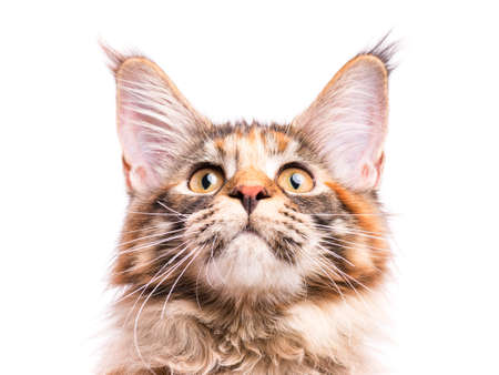 Portrait of domestic tortoiseshell Maine Coon kitten. Fluffy kitty isolated on white background. Close-up studio photo adorable curious young cat looking up.の写真素材