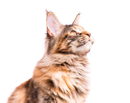 Portrait of domestic tortoiseshell Maine Coon kitten. Fluffy kitty isolated on white background. Close-up studio photo adorable curious young cat looking away.の写真素材