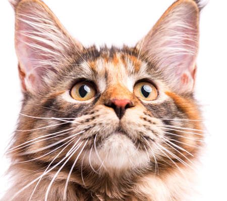 Portrait of domestic tortoiseshell Maine Coon kitten. Fluffy kitty isolated on white background. Close-up studio photo adorable curious young cat looking up.の写真素材