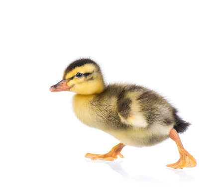 Cute little newborn fluffy duckling. One young duck isolated on a white background. Nice small bird.の写真素材
