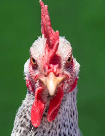 Domestic white hen with red comb at farm. Close up of head chicken or rooster on green background. の写真素材