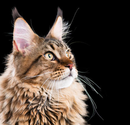 Portrait of domestic black tabby Maine Coon kitten. Fluffy kitty on black background. Extreme close-up studio shot beautiful curious young cat looking away.の写真素材