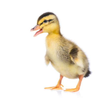 Cute little newborn fluffy duckling. One young duck isolated on a white background. Nice small bird.の写真素材