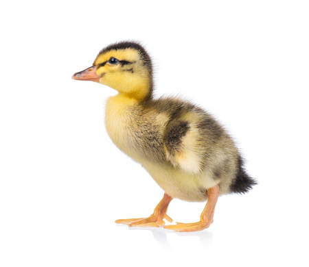 Cute little newborn fluffy duckling. One young duck isolated on a white background. Nice small bird.の写真素材